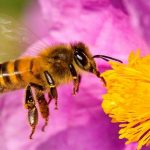 La Tierra marcha hacia una nueva extinción masiva