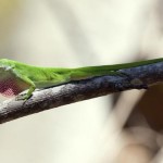 Lagartos cubanos invasores provocan acelerada evolución en lagartos de Florida