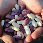 Seis razones para que integres y valores más a las legumbres en tu dieta diaria