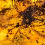Identifican 150 años después la flor más grande conservada en ámbar