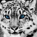 Este leopardo ya no está en peligro de extinción