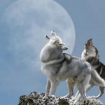 ¿Cuántas lunas tiene la Tierra? La respuesta no siempre es una…