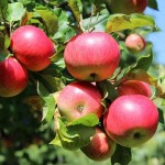 9 árboles formando una figura imposible, ¿puedes resolver el enigma de los manzanos de Isaac Newton?