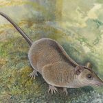 Unos dientes de apenas unos milímetros revelan una rama desconocida de marsupiales que permaneció oculta durante más de 35 millones de años