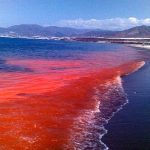 ¿A qué se deben las mareas rojas?