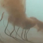 Capturan imágenes insólitas de una extraña medusa capaz de sobrevivir al invierno ártico