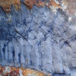 Fósil de un milpiés de más de 2,5 metros que vivió 100 millones de años. Otros