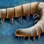 Un fósil marino de 437 millones de años hallado en Wisconsin demuestra que las patas de los ciempiés evolucionaron antes de la vida terrestre
