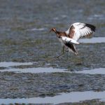 Jacana colilarga Hydrophasianus chirurgus