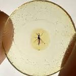 Unos mosquitos atrapados en ámbar hace 130 millones de años demuestran que los machos también chupaban la sangre