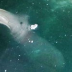 Turista fotografía misterioso monstruo marino frente a la costa de Grecia