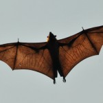Soldados filipinos capturaron a un murciélago gigante