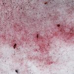 La sangre de glaciar que está invadiendo los Alpes