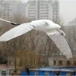 Un dron que se mueve como un pájaro vuela más de hora y media