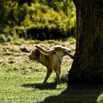 ¿Por qué los perros marcan su territorio?
