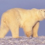 El cambio climático podría aumentar la cantidad de animales híbridos