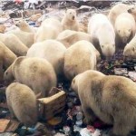 Un archipiélago ártico ruso alarmado por la invasión de agresivos osos polares