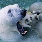 Gigantes del Ártico, en peligro de extinción