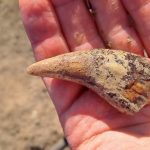 Hallan miles de huesos de osos cavernarios y otros animales en una cueva paleolítica de Baviera