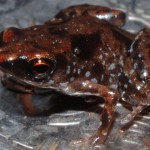 Paedophryne amauensis, la rana más pequeña del reino animal