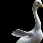 Con ustedes, «Halszka», el tatarabuelo de los cisnes