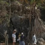 La rara palma Tahina que florece al final de su vida