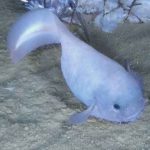 Un pequeño pez que habita en una fosa causa sensación en la evolución en las profundidades marinas
