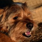Más del 72% de los perros tienen ansiedad, según un estudio