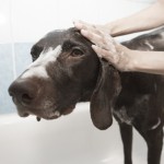 ¿Con qué frecuencia debemos bañar al perro?