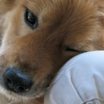 Qué hacer si tu perro se envenena