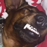 ¿Con qué sueñan los perros y tienen pesadillas?