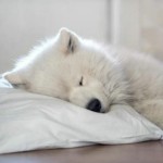 25 Curiosidades de los perros que quizás no sabías