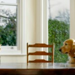 ¿Quiénes son más inteligentes? Perros o gatos