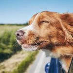 Científicos de China y EE.UU crearon perros “autistas” mediante una tecnología de modificación genética