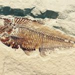 Este fósil podría cambiar las teorías de la evolución de los vertebrados