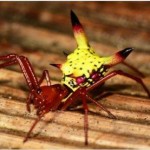 Encuentran un ‘Pikachu’ de la vida real en los bosques de Honduras