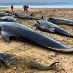 Más de 50 ballenas piloto mueren varadas en una playa escocesa