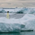 El año pasado murieron miles de polluelos de pingüinos en la Antártida
