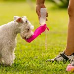 Tu perro también pasa calor: Soluciones para mantenerlo fresco este verano