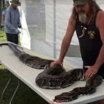 Capturan una descomunal pitón de casi cinco metros, la más grande descubierta hasta ahora en los Everglades