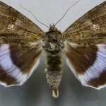 Observan en Chernóbil una rara polilla del tamaño de un pájaro