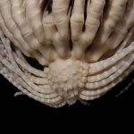 Descubren un invertebrado antártico con 20 brazos