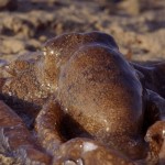 Este pulpo australiano es capaz de vivir fuera del agua, camuflarse y cazar como ningún otro de su especie