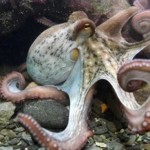 La inteligencia de los pulpos: un misterio fascinante
