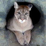 Oficial: El puma del este de Norteamérica ya no existe