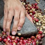 ¿Se acaba el café? Advierten que más del 60 % de las especies están en peligro de extinción