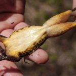 La UE come hasta 200 millones de ranas al año y pone en riesgo varias especies