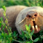 5 cosas que no sabías sobre las ratas topo más espeluznantes del subsuelo ruso
