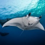 La verdad inquietante revelada por las primeras ecografías del mundo de mantarrayas salvajes