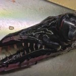 Pescador del mar profundo publica sus alucinantes descubrimientos